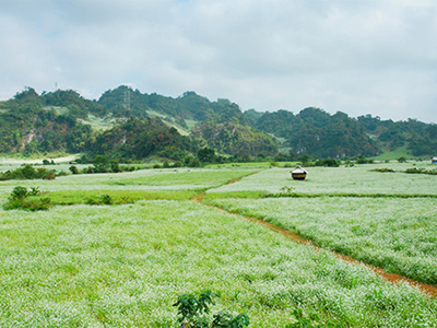 Du lịch Mộc Châu mùa cải trắng